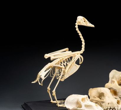 Skeleton of a domestic goose (Anser anser...