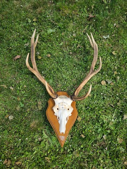 Eight-horned deer massacre inscribed 