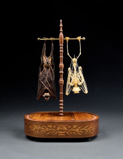 Magnificent mounting of a skeleton and a...