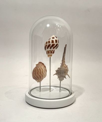 Set of three shells under a glass globe