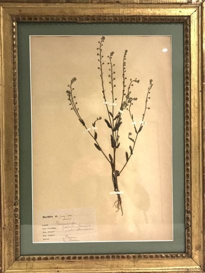 Herbarium bed
Intermediate forget-me-not...