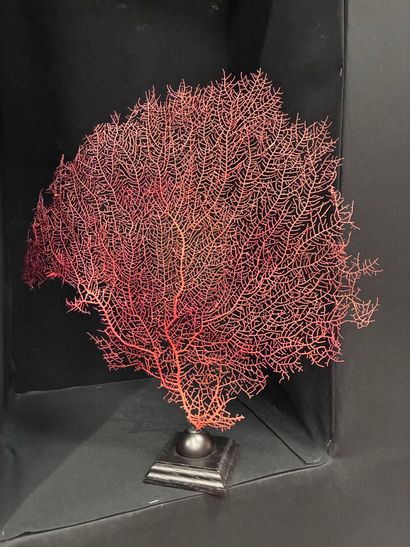 Red Gorgon on a lacquered wood base
H. 50...