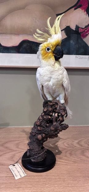 Sulphur cockatoo (Cacatua sulphurea)
Male...