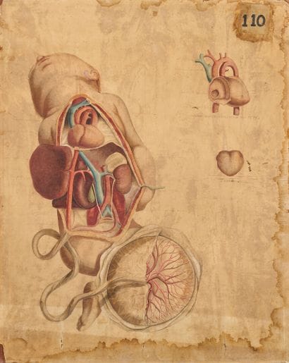 Anatomical drawing of a fetus
Bears 
