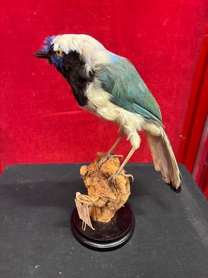 Inca Green Jay (Cyanocorax yncas yncas) naturalized...