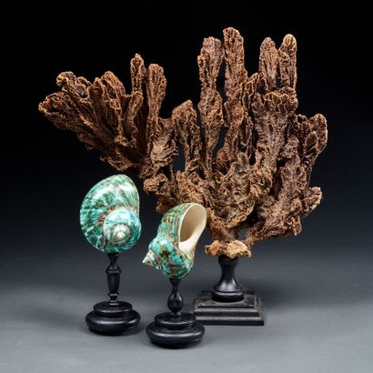 Set consisting of a sponge mounted on a wooden...