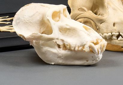 Hamadryas baboon skull (Papio hamadryas)
Monkey...