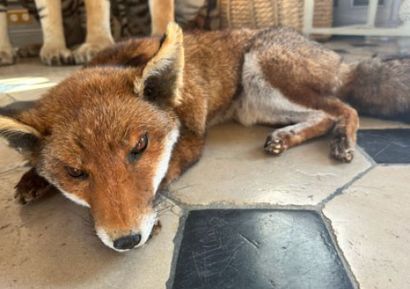 Naturalized recumbent fox (Vulpes vulpes)
Traceability...