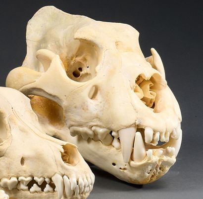 Lion skull (Panthera leo)
Central African...