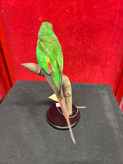 Latham's parakeet (Lathamus discolor) naturalized...