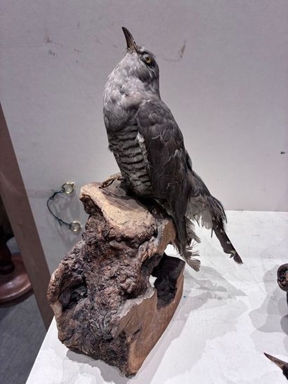 Set of three birds (marouette, coucou and...