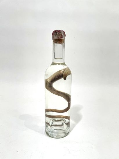 Snake in a glass vial containing alcohol
H....