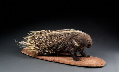 Cape Porcupine (Hystrix africaeaustralis)...