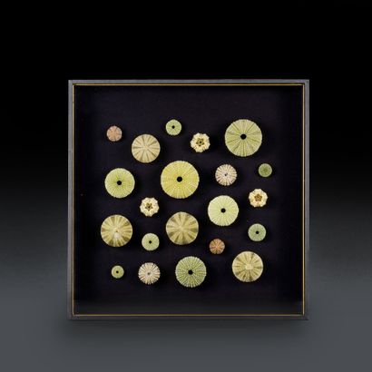 Composition of natural green sea urchins
In...