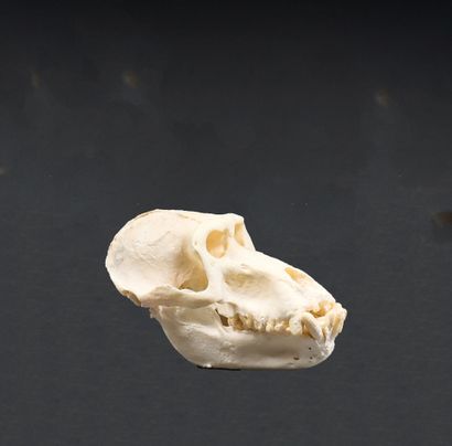 Hamadryas baboon skull (Papio hamadryas)
Monkey...