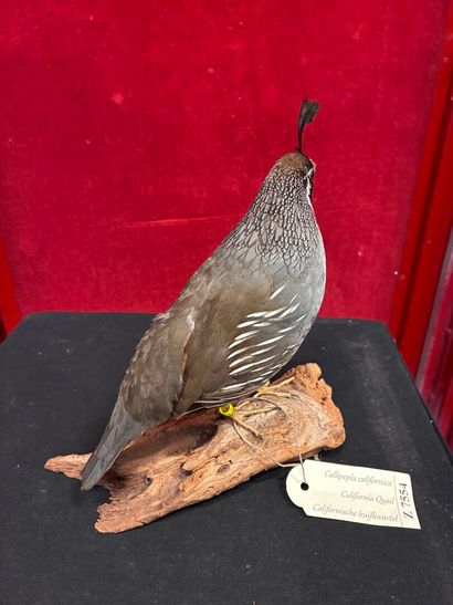 California bobwhite (Callipepla californica)
Male...