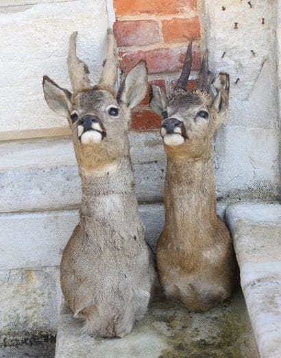 Set of two deer, one naturalized in cape...