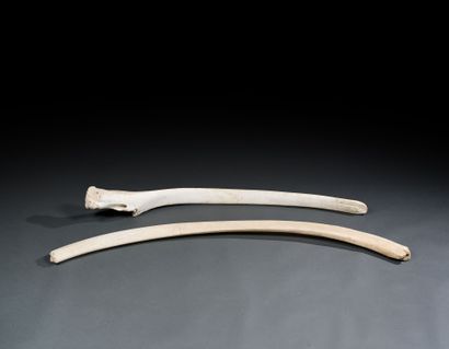 Two ribs of a sperm whale (Phystere macrocephalus)...