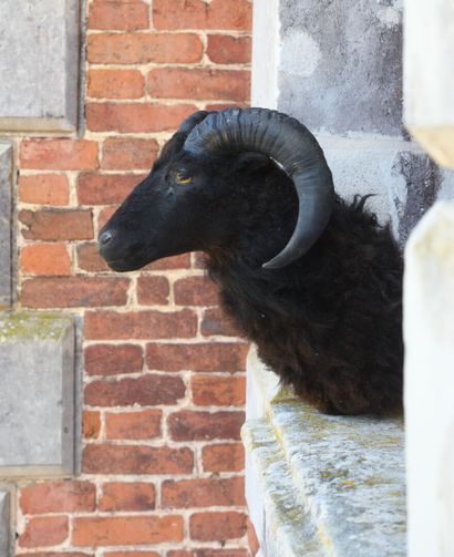 Black sheep mounted as a trophy
33 x 31 x...