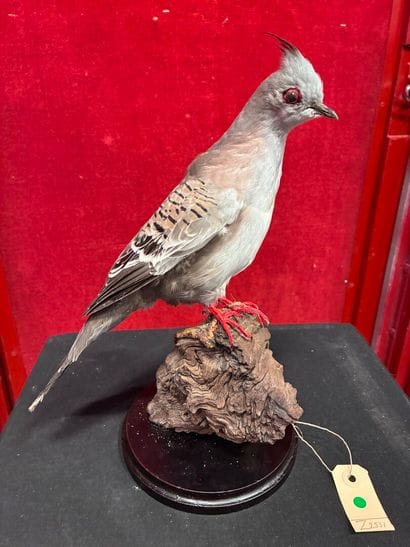 Longup dove (Ocyphaps lophotes) naturalized...