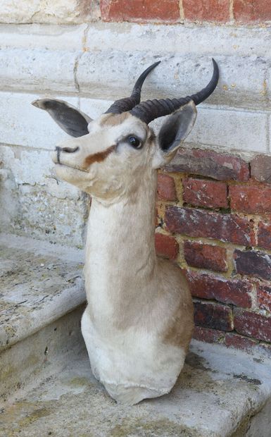 Trophy antelope (springbok)
41 x 37 x 67...