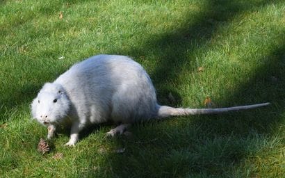 Albino coypu (Myocastor coypus)
87 x 20 x...