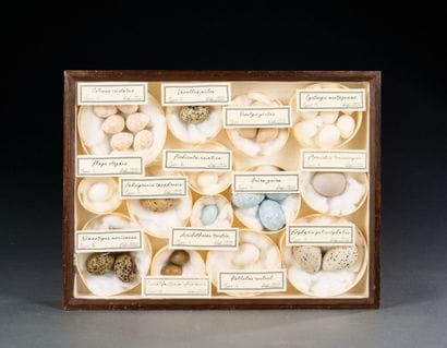 Wooden frame containing 35 eggs of various...