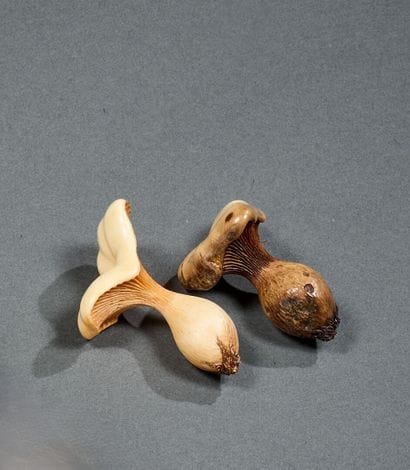 Siberian mammoth ivory chanterelle mushrooms...