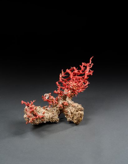 Large branch of Mediterranean red coral on...