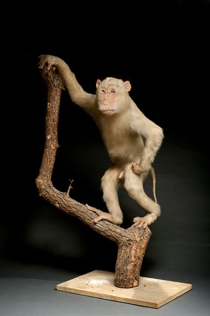 Naturalized albino monkey (pig-tailed macaque)...