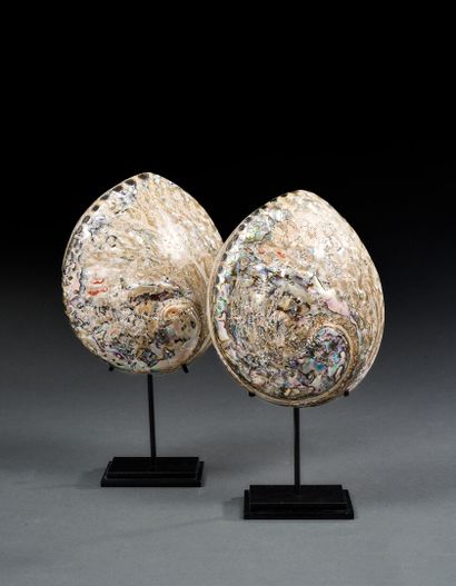 Pair of gray haliotis on base
H. 33 cm