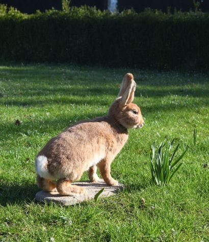 Hare
L. 51 cm - H. 46 cm - W. 18 cm (missing...
