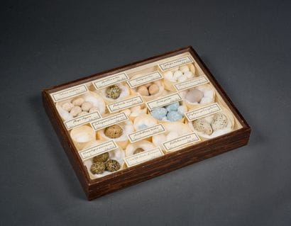 Wooden frame containing 35 eggs of various...