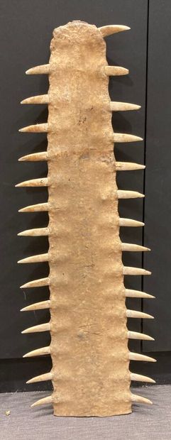 Sawfish rosette (Pristis pristis or Pristis...