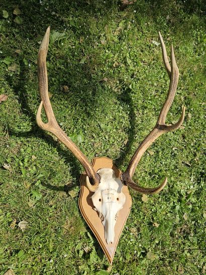 Eight-horned deer massacre inscribed 
