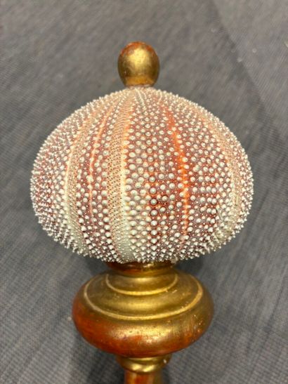 Mounted sea urchin test in the 17th century...