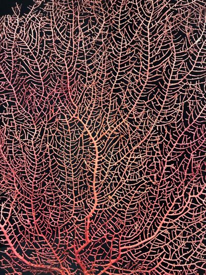 Red Gorgon on a lacquered wood base
H. 50...
