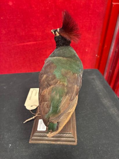 Crowned roller (rollulus roulroul)
Naturalized...