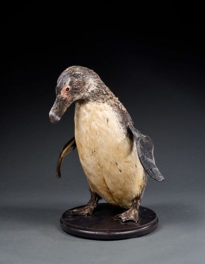 Cape penguin (Spheniscus demersus) juvenile...