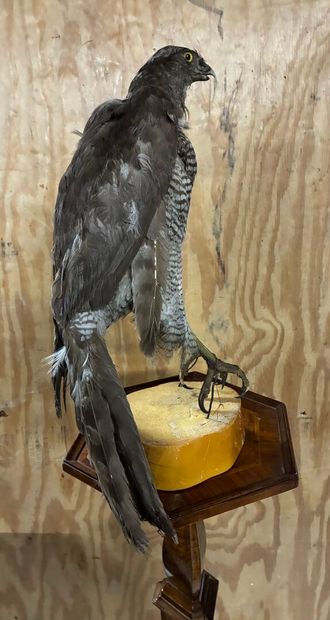 Eagle or Sparrowhawk not determined
Traceability...
