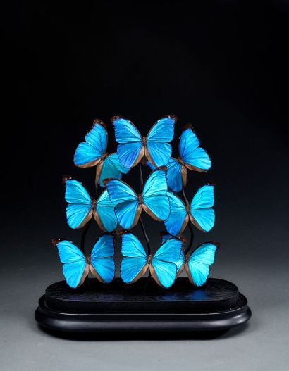 Magnificent composition of electric blue...