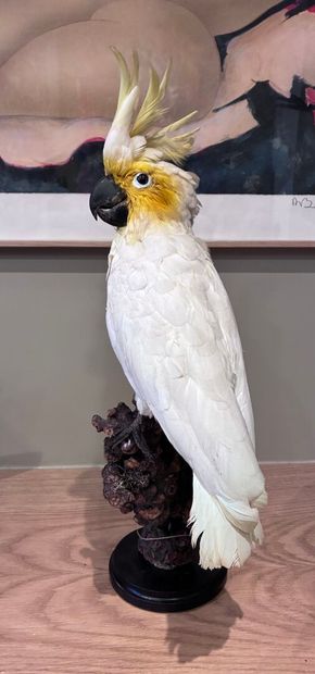 Sulphur cockatoo (Cacatua sulphurea)
Male...