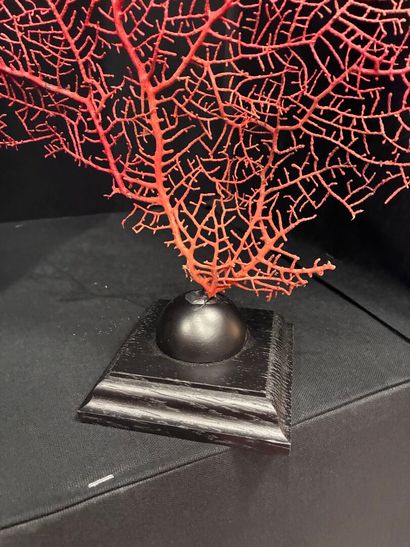 Red Gorgon on a lacquered wood base
H. 50...