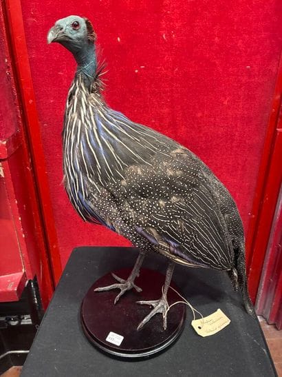 Vulturine guinea fowl (Acryllium vulturinum)...
