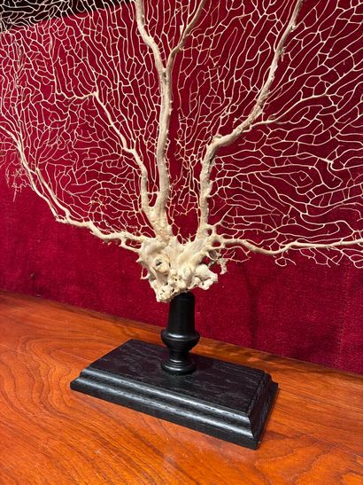 Superb white gorgonian on a lacquered wooden...