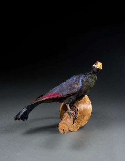 Purple Touraco (Tauraco violacea) on branch
Antique...