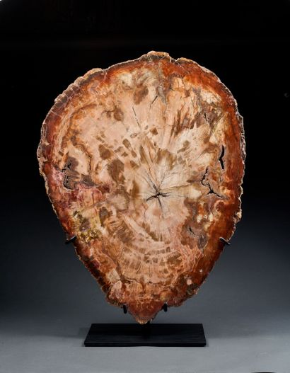 Large slice of petrified araucaria wood in...