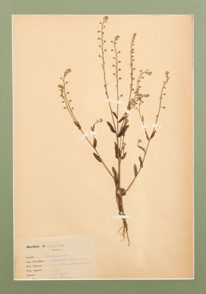 Herbarium bed
Intermediate forget-me-not...