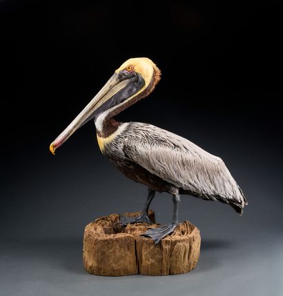Brown pelican (Pelecanus occidentalis) naturalized...