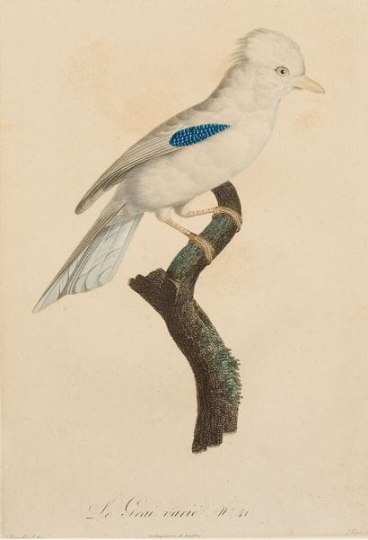 Jacques BARRABANDE (1767-1809), after
Two...